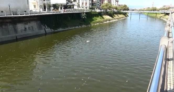 Asi Nehri'nde balık ölümleri